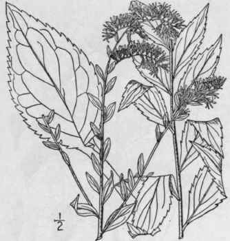 28 Solidago Patula Muhl Rough Leaved Or Spreading  912