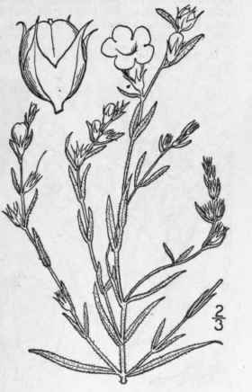 3 Agalinis Heterophylla Nutt Small Prairie Agalini 491