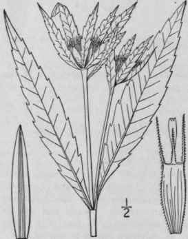 3 Bidens Connata Muhl Purple Stemmed Swamp Beggar  1179