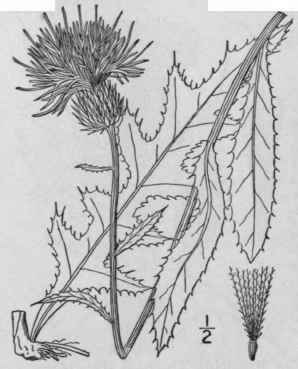 3 Cirsium Discolor Muhl Spreng Field Thistle 1310