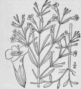 3 Clinopodium Acinos L Kuntze Basil Thyme Basil Ba 326