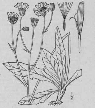 3 Crepis Runcinata James T G Naked Stemmed Hawksbe 759