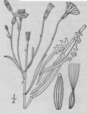 3 Crepis Runcinata James T G Naked Stemmed Hawksbe 760