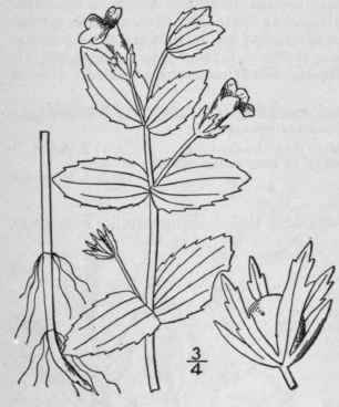 3 Gratiola Aurea Muhl Goldenpert Golden Hedge Hyss 459