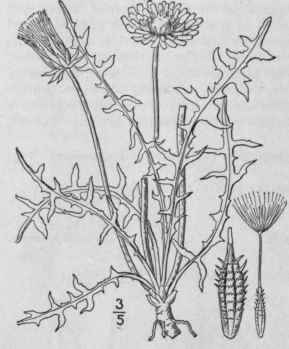 3 Leontodon Erythrospermum Andrz Britton Red Seede 735