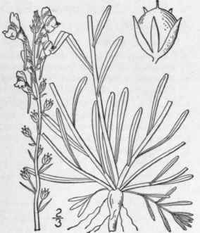 3 Linaria Canadensis L Dumort Blue Or Wild Toad Fl 416