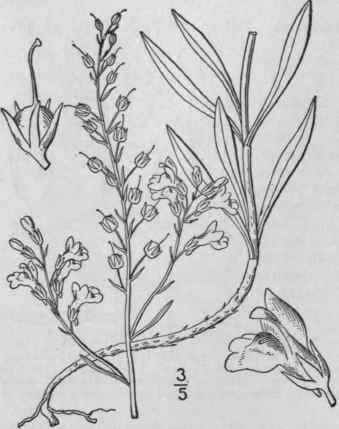 3 Linaria Canadensis L Dumort Blue Or Wild Toad Fl 417