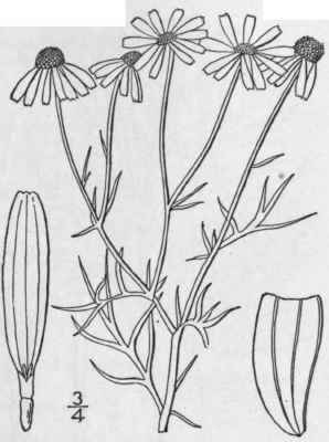 3 Matricaria Chamomilla L Wild Or German Camomile 1238
