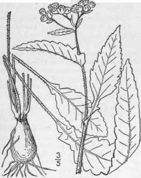3 Parthenium Auriculatum Britton Auricled Partheni 1105