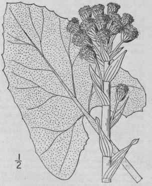 3 Petasites Sagittata Pursh A Gray Arrow Leaf Swee 1268