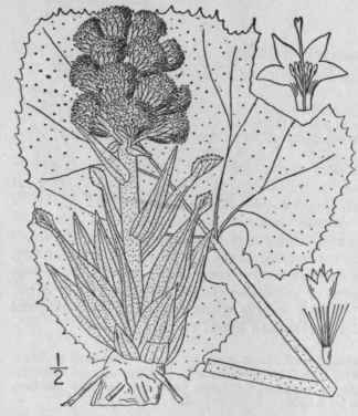 3 Petasites Sagittata Pursh A Gray Arrow Leaf Swee 1269
