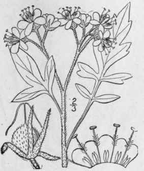 3 Phacelia Bipinnatifida Michx Loose Flowered Phac 163