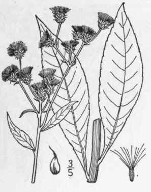 3 Vernonia Glauca L Britton Broad Leaved Iron Weed 813