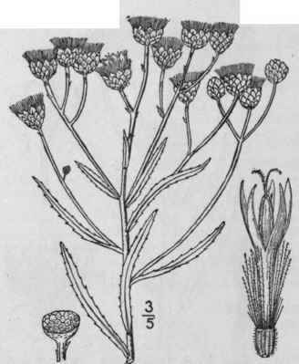 3 Vernonia Glauca L Britton Broad Leaved Iron Weed 814