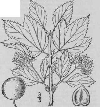 3 Viburnum Pauciflorum Pylaie Few Flowered Cranber 630