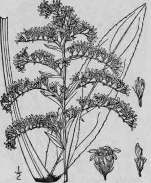 32 Solidago Neglecta T G Swamp Golden Rod 915