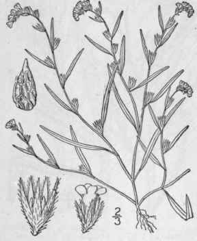 4 Allocarya Greene Pittonia 1 12 1887 187