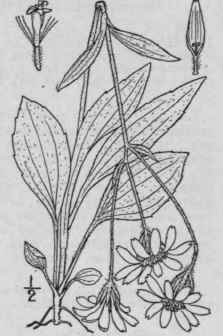 4 Arnica Chionopappa Fernald White Plumed Arnica 1273