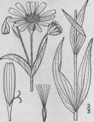 4 Arnica Chionopappa Fernald White Plumed Arnica 1274