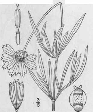 4 Coreopsis Grandiflora Hogg Large Flowered Tickse 1166