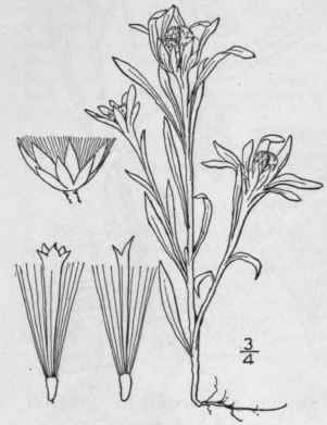 45 Gnaphalium L Sp Pl 850 1753 Part 2