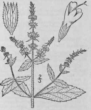 4 Mentha Longifolia L Huds Horse Mint 354