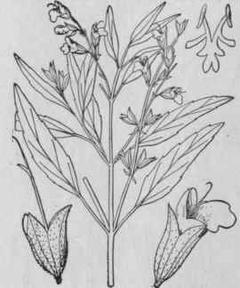 4 Salvia Lanceifolia Poir Lance Leaved Sage 303