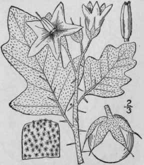 4 Solanum Eiaeagnifolium Cav Silver Leaved Nightsh 392