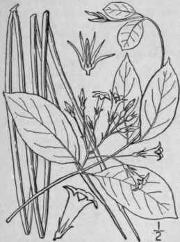 4 Trachelospermum Lemaire Jard Fleur 1 Pl 61 1851 53