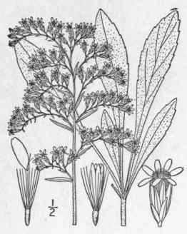 42 Solidago Nemoralis Ait Gray Field Or Dwarf Gold 925