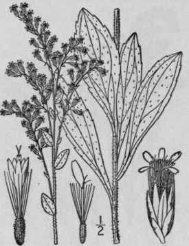44 Solidago Radula Nutt Western Rough Golden Rod 927