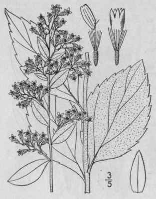 44 Solidago Radula Nutt Western Rough Golden Rod 928