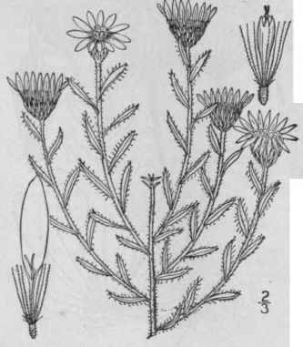 5 Chrysopsis Villosa Pursh Nutt Hairy Golden Aster 871