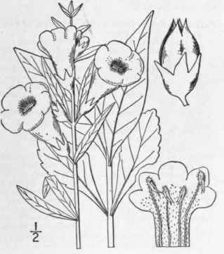 5 Dasystoma Laevigata Raf Entire Leaved False Foxg 487