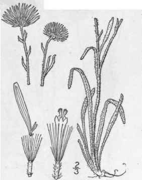5 Erigeron Pumilus Nutt Low Erigeron Daisy 1036