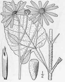 5 Helianthus Atrorubens L Hairy Wood Sunflower Pur 1136