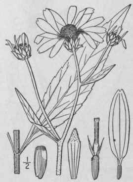 5 Helianthus Atrorubens L Hairy Wood Sunflower Pur 1137
