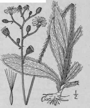 5 Hieracium Longipilum Torr Long Bearded Hawkweed 769