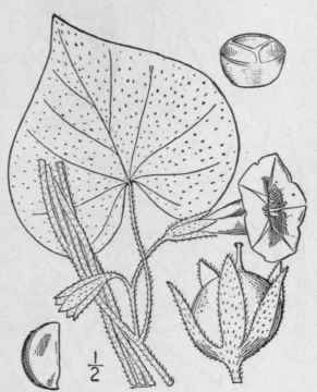 5 Ipomoea Purpurea L Lam Morning Glory 105