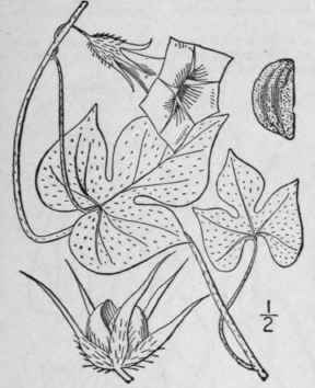 5 Ipomoea Purpurea L Lam Morning Glory 106