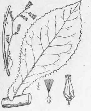 5 Lactuca Steelei Britton Steele s Wild Lettuce 743
