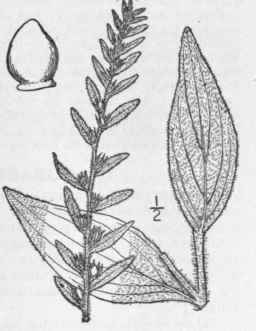 5 Onosmodium Hispidissimum Mackenzie Shaggy False  217