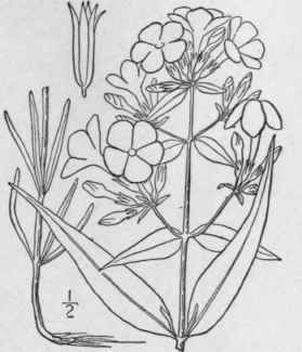5 Phlox Glaberrima L Smooth Phlox 129