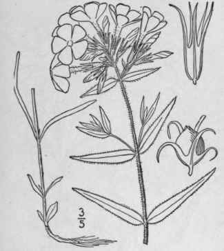 5 Phlox Glaberrima L Smooth Phlox 130