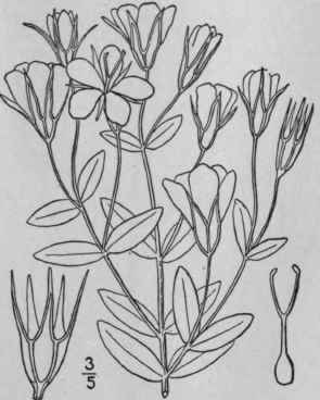 5 Sabbatia Calycina Lam Heller Coast Sabbatia 12