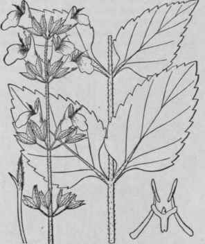 5 Salvia Urticifolia L Nettle Leaved Or Wild Sage 304