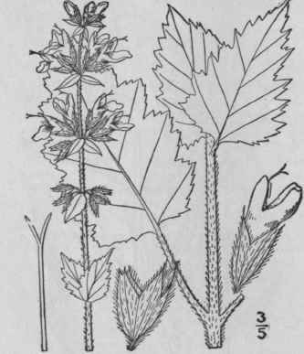 5 Salvia Urticifolia L Nettle Leaved Or Wild Sage 305