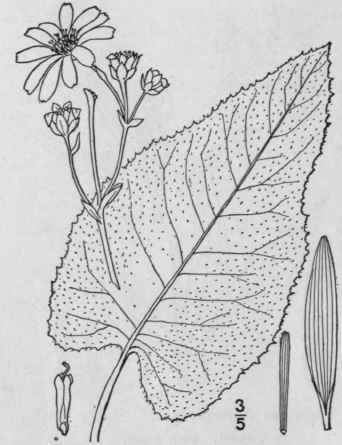 5 Silphium Laciniatum L Compass Plant Pilot Weed 1097