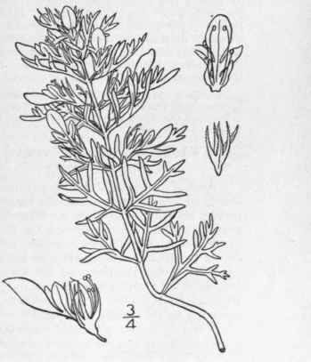 5 Teucrium Laciniatum Torr Cut Leaved Germander 241