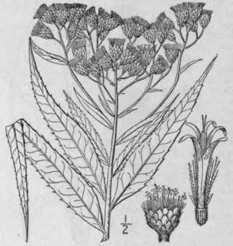 5 Vernonia Altissima Nutt Tall Iron Weed 816